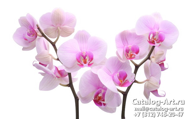 Pink orchids 27